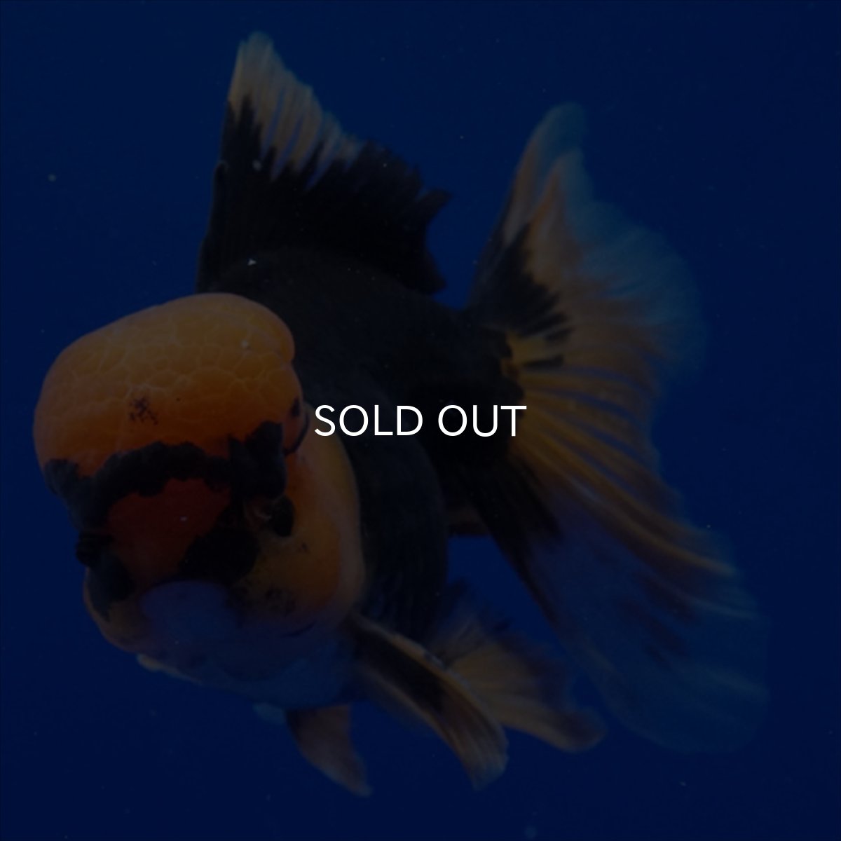 画像4: タイ産　赤黒オランダ　12cm± (4)