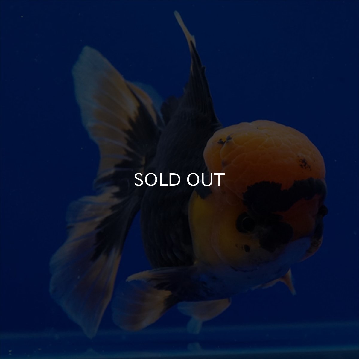 画像3: タイ産　赤黒オランダ　12cm± (3)