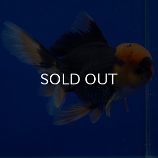 オランダ獅子頭 - よこはま金魚