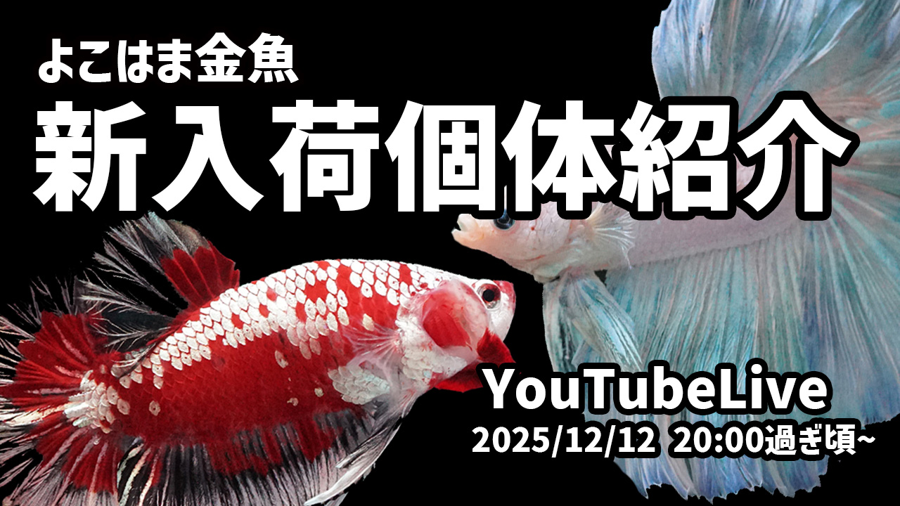12/12 20:15~Youtubeライブ販売