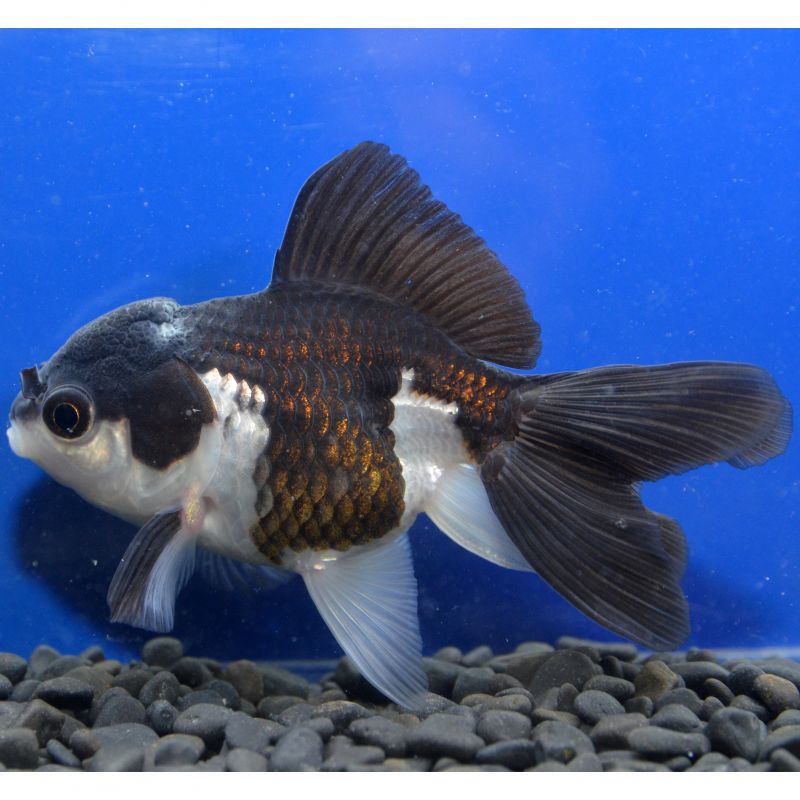 輸入金魚 ショーベタ専門店 よこはま金魚 パンダオランダ 12cm