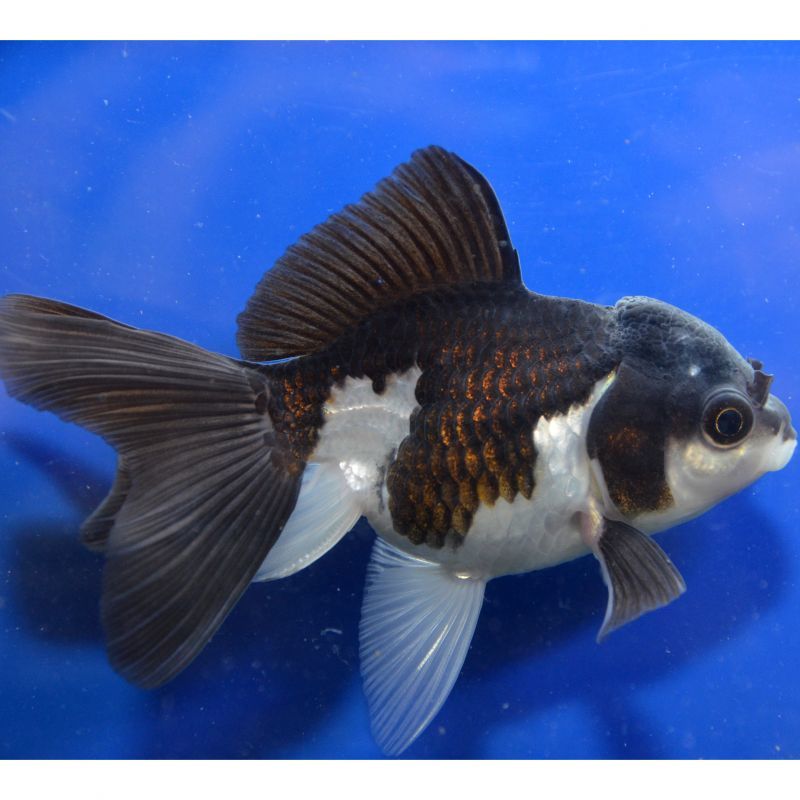 輸入金魚 ショーベタ専門店 よこはま金魚 パンダオランダ 12cm