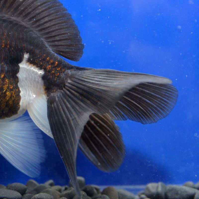 輸入金魚 ショーベタ専門店 よこはま金魚 パンダオランダ 12cm±