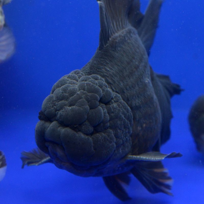 黒オランダ 中国産 よこはま金魚