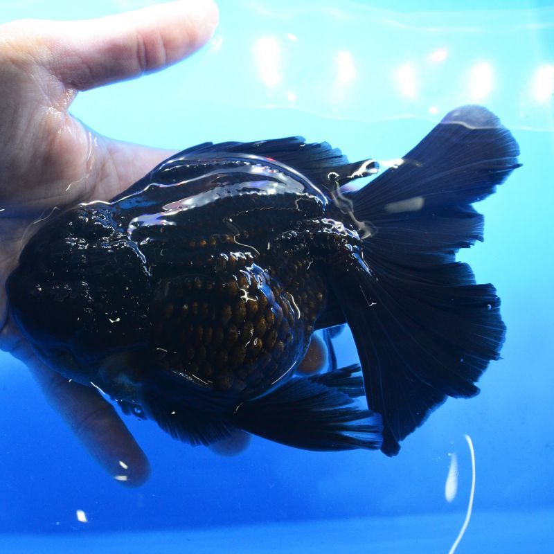 黒オランダ 中国産 よこはま金魚