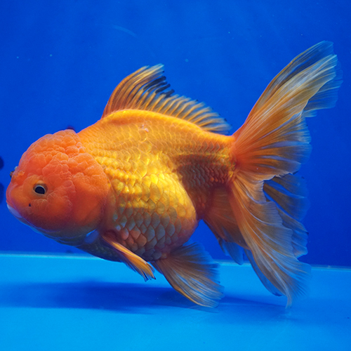 タイ産ハーフムーンオランダ 15cm よこはま金魚