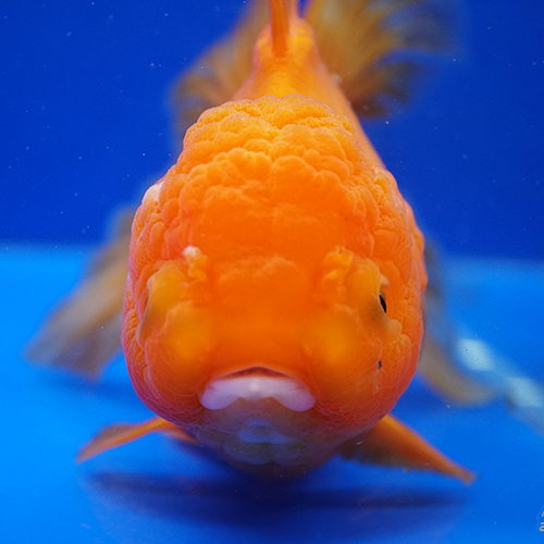 タイ産ハーフムーンオランダ 15cm よこはま金魚