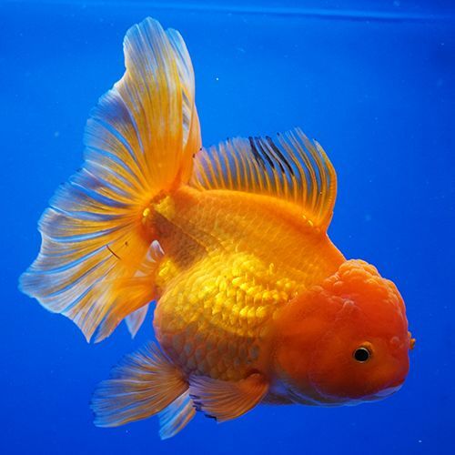 タイ産ハーフムーンオランダ 15cm よこはま金魚 タイ産ハーフムーンオランダ 15cm よこはま金魚
