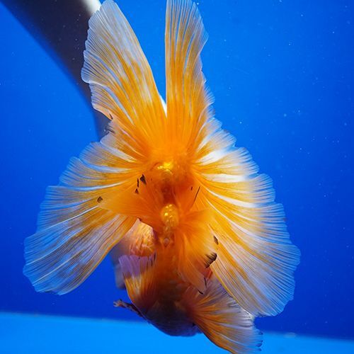 タイ産ハーフムーンオランダ 15cm よこはま金魚