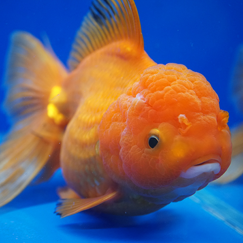 タイ産ハーフムーンオランダ 15cm よこはま金魚