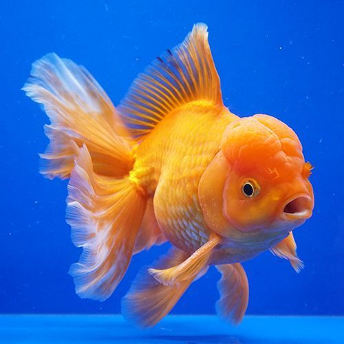 タイ産ハーフムーンオランダ 15cm よこはま金魚 タイ産ハーフムーンオランダ 15cm よこはま金魚