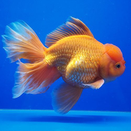 タイ産ハーフムーンオランダ 15cm よこはま金魚 タイ産ハーフムーンオランダ 15cm よこはま金魚