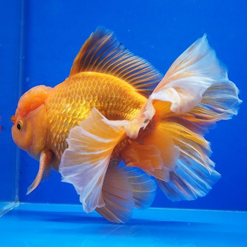 タイ産ハーフムーンオランダ 15cm よこはま金魚 タイ産ハーフムーンオランダ 15cm よこはま金魚