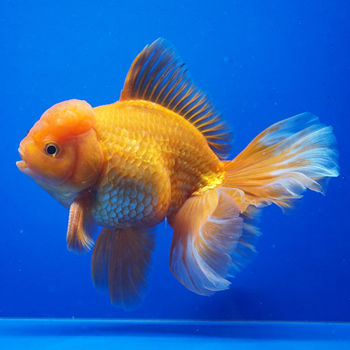タイ産ハーフムーンオランダ 15cm よこはま金魚 タイ産ハーフムーンオランダ 15cm よこはま金魚