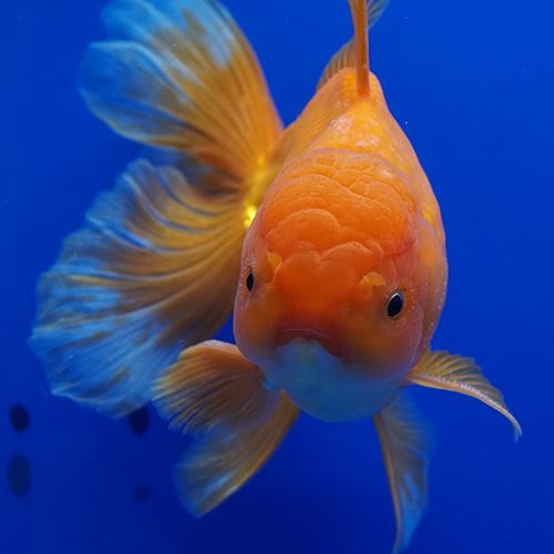 一流の品質 オランダ獅子頭ハーフムーン 約15cm 獅子頭 Labelians Fr