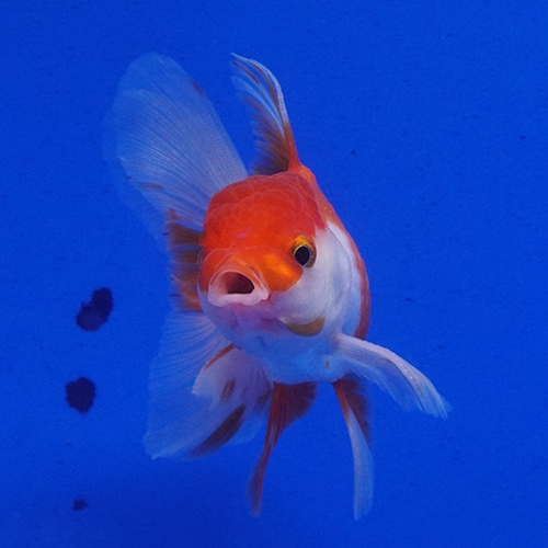 タイ産ハーフムーンオランダ9cm よこはま金魚