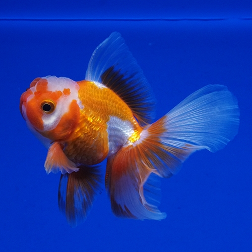 タイ産ハーフムーンオランダ9cm よこはま金魚 タイ産ハーフムーンオランダ9cm よこはま金魚