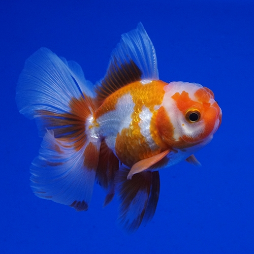 タイ産ハーフムーンオランダ9cm よこはま金魚