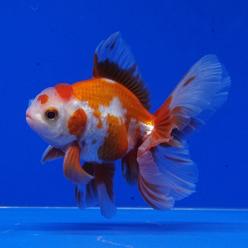 タイ産ハーフムーンオランダ9cm よこはま金魚