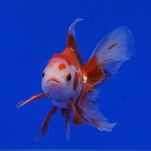 タイ産ハーフムーンオランダ9cm よこはま金魚