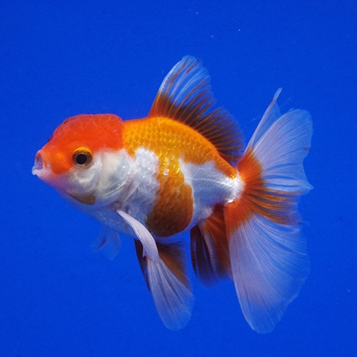 タイ産ハーフムーンオランダ9cm よこはま金魚