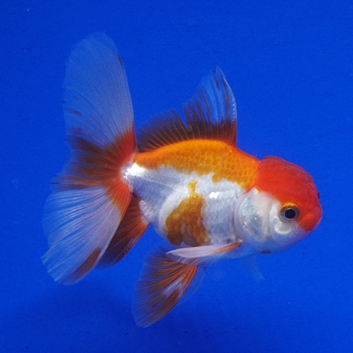 タイ産ハーフムーンオランダ9cm よこはま金魚