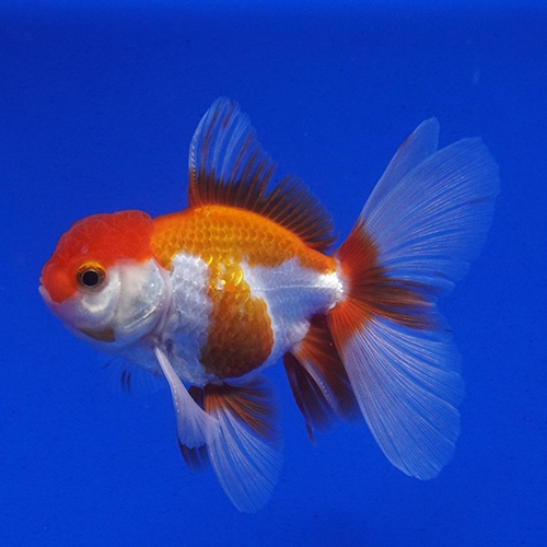 タイ産ハーフムーンオランダ9cm よこはま金魚