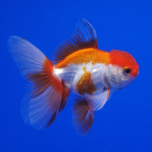 タイ産ハーフムーンオランダ9cm よこはま金魚