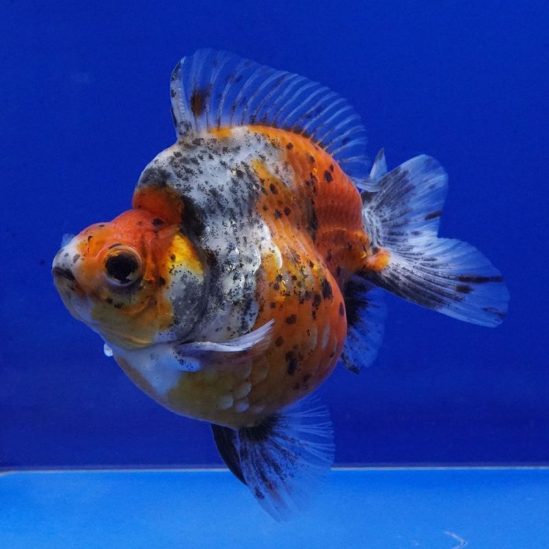 中国金魚 ダルマ琉金 銀鱗五色11cm よこはま金魚 中国金魚 ダルマ琉金 銀鱗五色11cm よこはま金魚