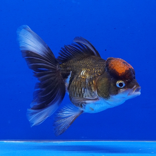 ラッピング無料 返品も保証 セレクト上物 金魚 セレクト タイ産 トリカラーオランダ K 3極上品 熱帯魚 観賞魚 飼育 神戸店在庫 魅力的な Titanicgroup Com