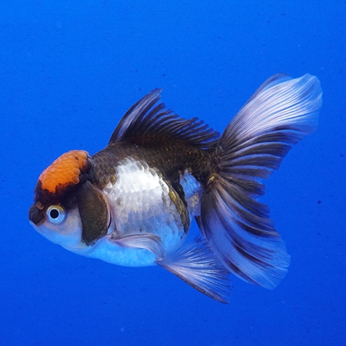 大流行中 セレクト上物 金魚 セレクト タイ産 トリカラーオランダ K 3極上品 熱帯魚 観賞魚 飼育 神戸店在庫 時間指定不可 Ugs Ed Ao