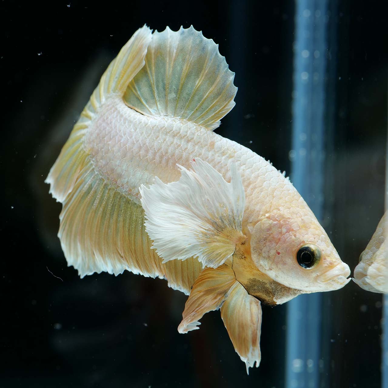 ショーベタ専門店 よこはま金魚hmpk ダンボ ゴールド5175