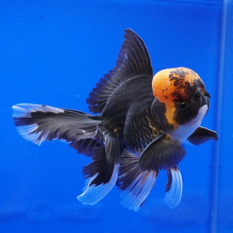 輸入金魚 ショーベタ専門店 よこはま金魚 パンダオランダ 12cm
