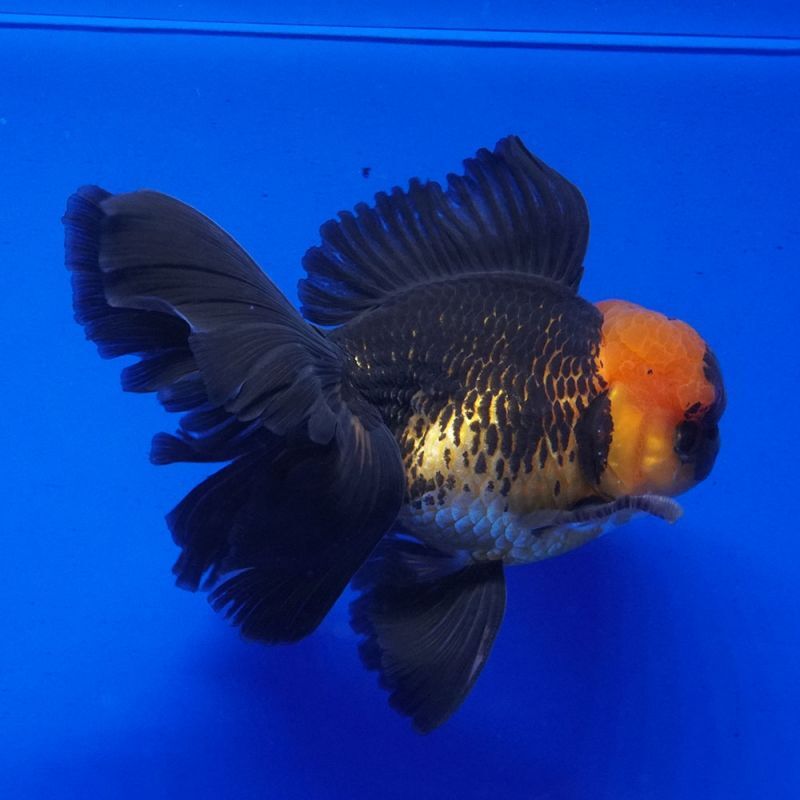 輸入金魚 ショーベタ専門店 よこはま金魚 パンダオランダ 12cm