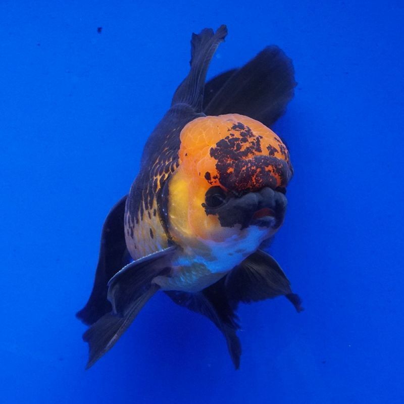 輸入金魚 ショーベタ専門店 よこはま金魚 パンダオランダ 12cm