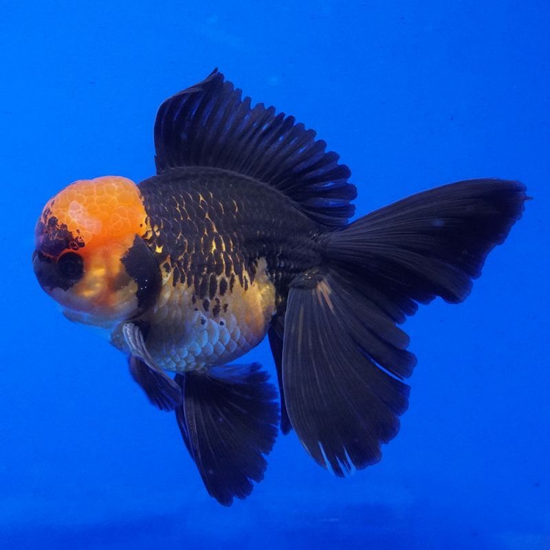 輸入金魚 ショーベタ専門店 よこはま金魚 パンダオランダ 12cm
