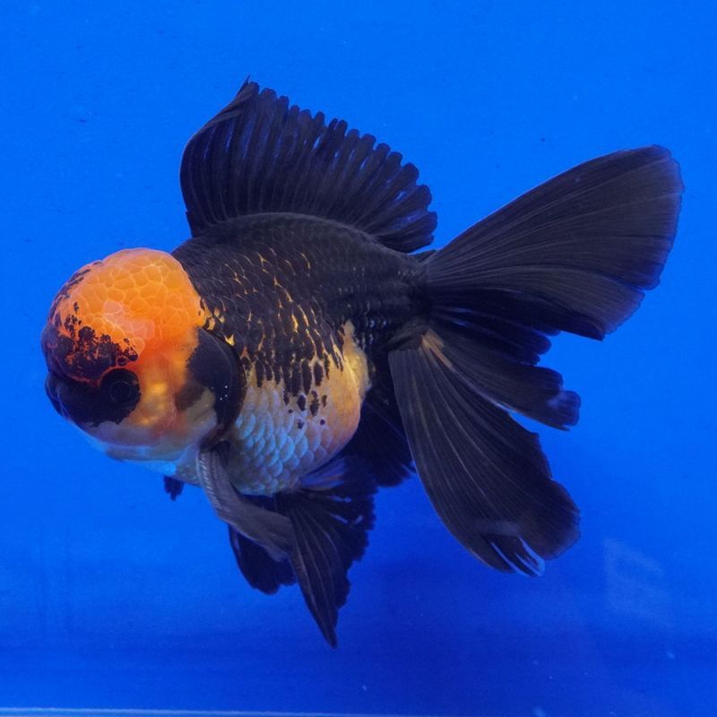 輸入金魚 ショーベタ専門店 よこはま金魚 パンダオランダ 12cm