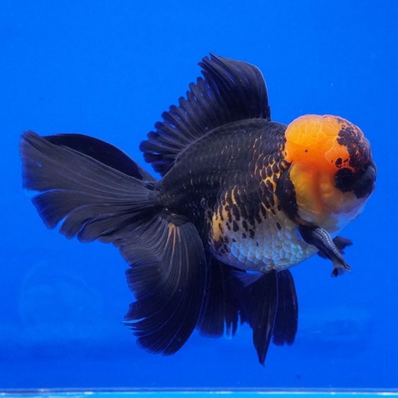 輸入金魚 ショーベタ専門店 よこはま金魚 パンダオランダ 12cm