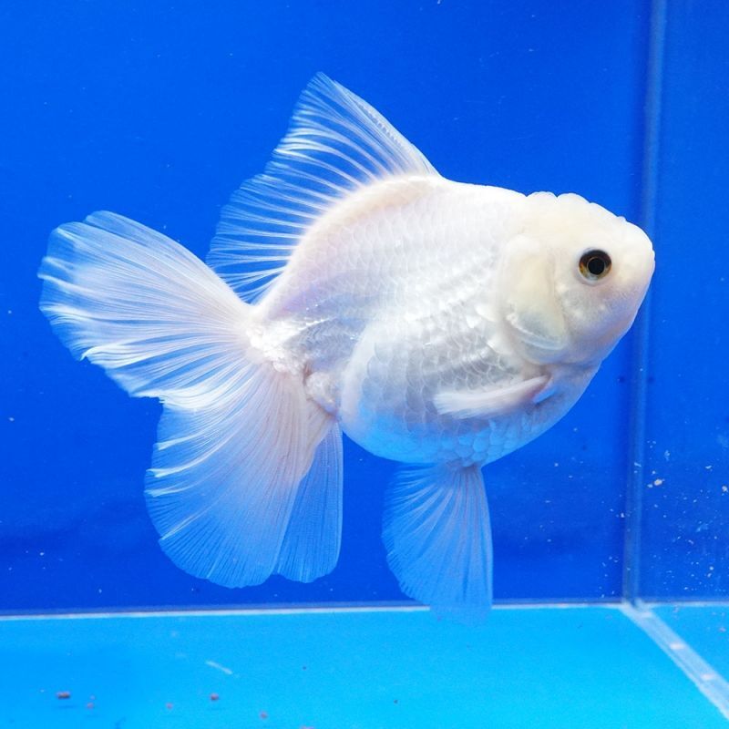 輸入金魚 ショーベタ専門店 よこはま金魚 パンダオランダ 12cm