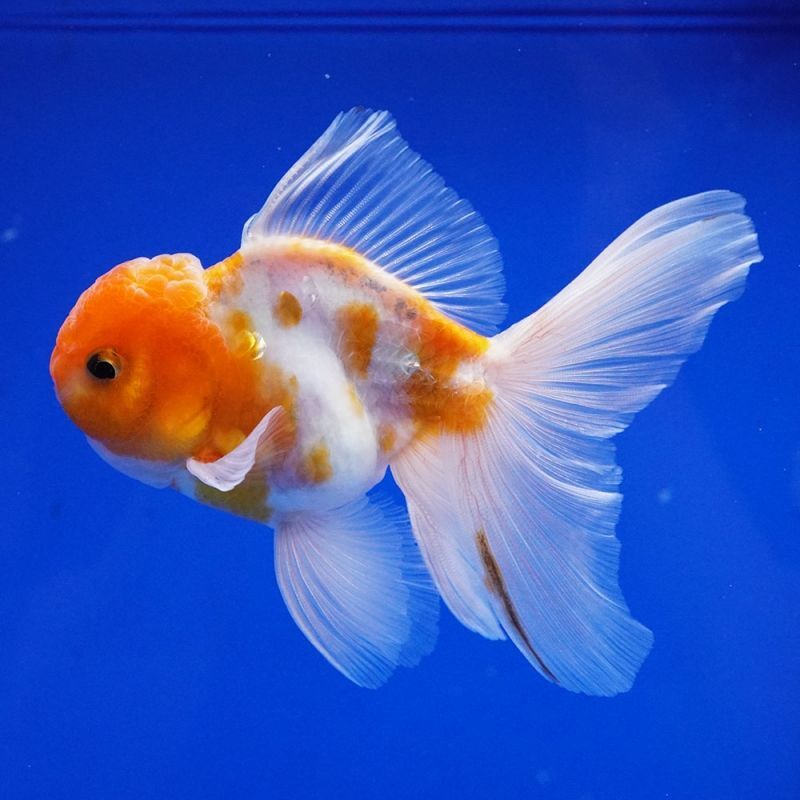 輸入金魚 ショーベタ専門店 よこはま金魚 パンダオランダ 12cm