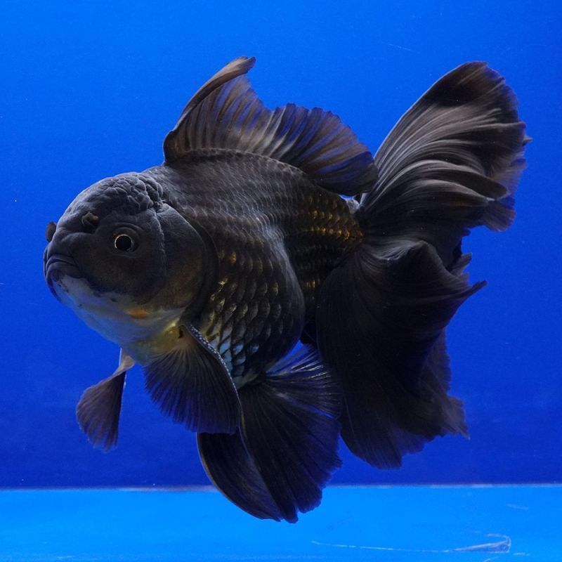 輸入金魚 ショーベタ専門店 よこはま金魚 パンダオランダ 12cm