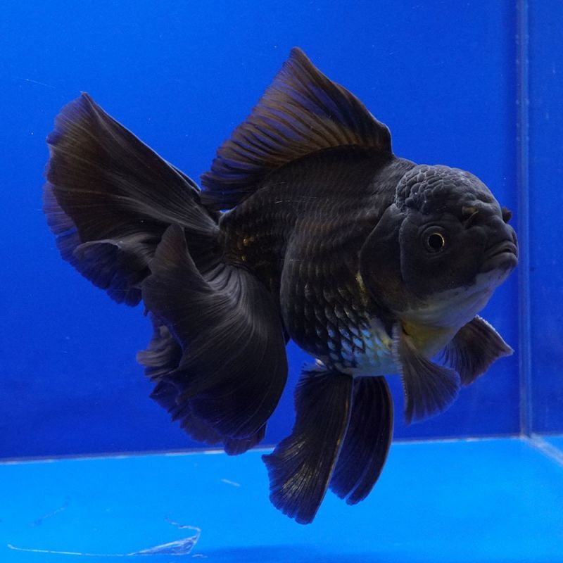 輸入金魚 ショーベタ専門店 よこはま金魚 パンダオランダ 12cm