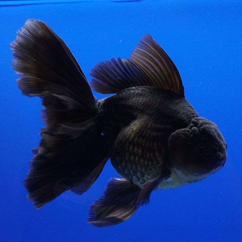 輸入金魚 ショーベタ専門店 よこはま金魚 パンダオランダ 12cm