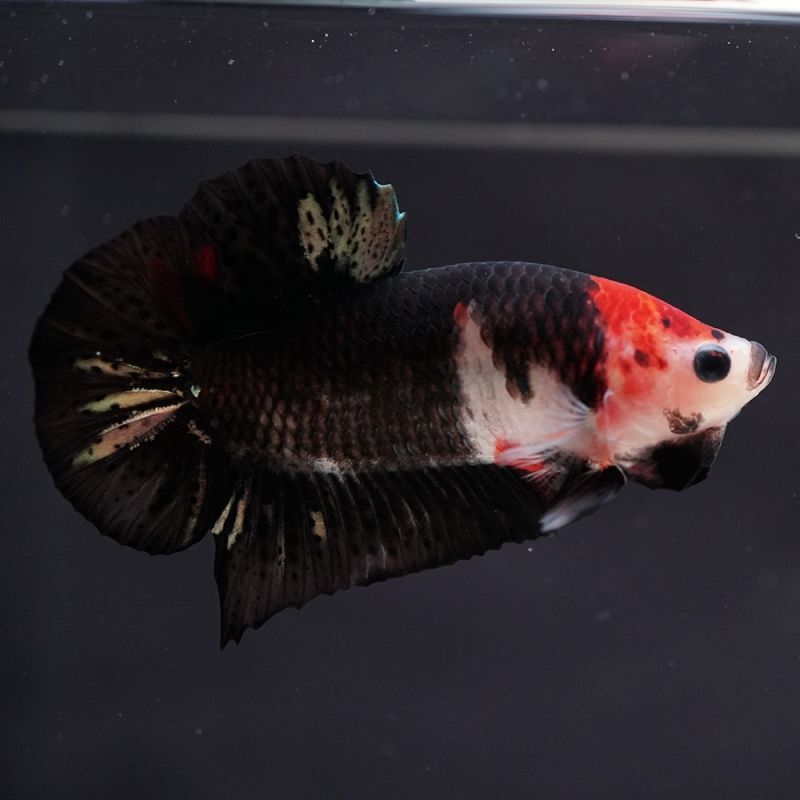 ショーベタ専門店 よこはま金魚hmpk 鯉 黒勝a5842 ショーベタ専門店 よこはま金魚hmpk 鯉 黒勝a5842