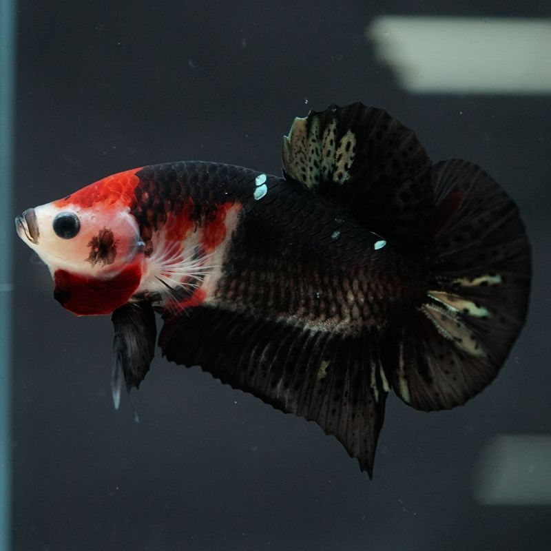 ショーベタ専門店 よこはま金魚hmpk 鯉 黒勝a5842 ショーベタ専門店 よこはま金魚hmpk 鯉 黒勝a5842