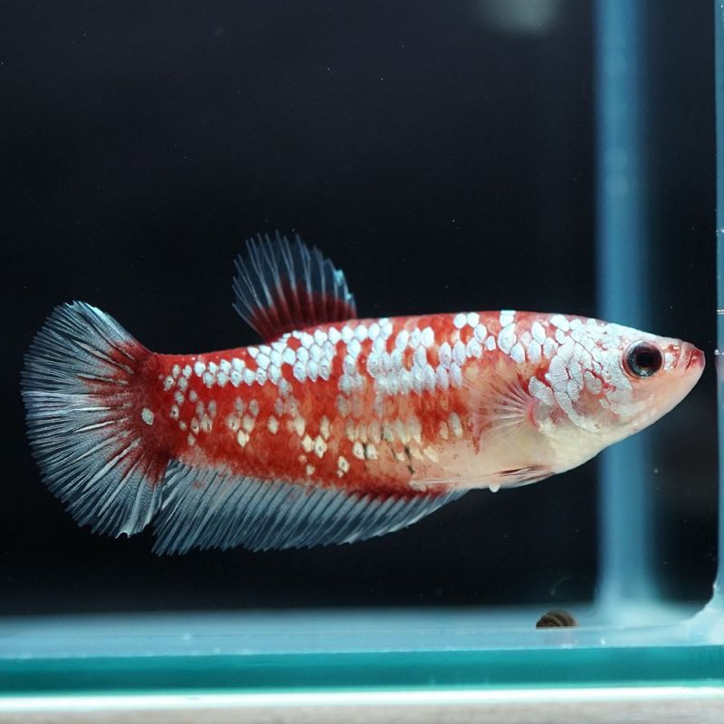 ショーベタ専門店 よこはま金魚hmpk レッドギャラクシー メスa5041