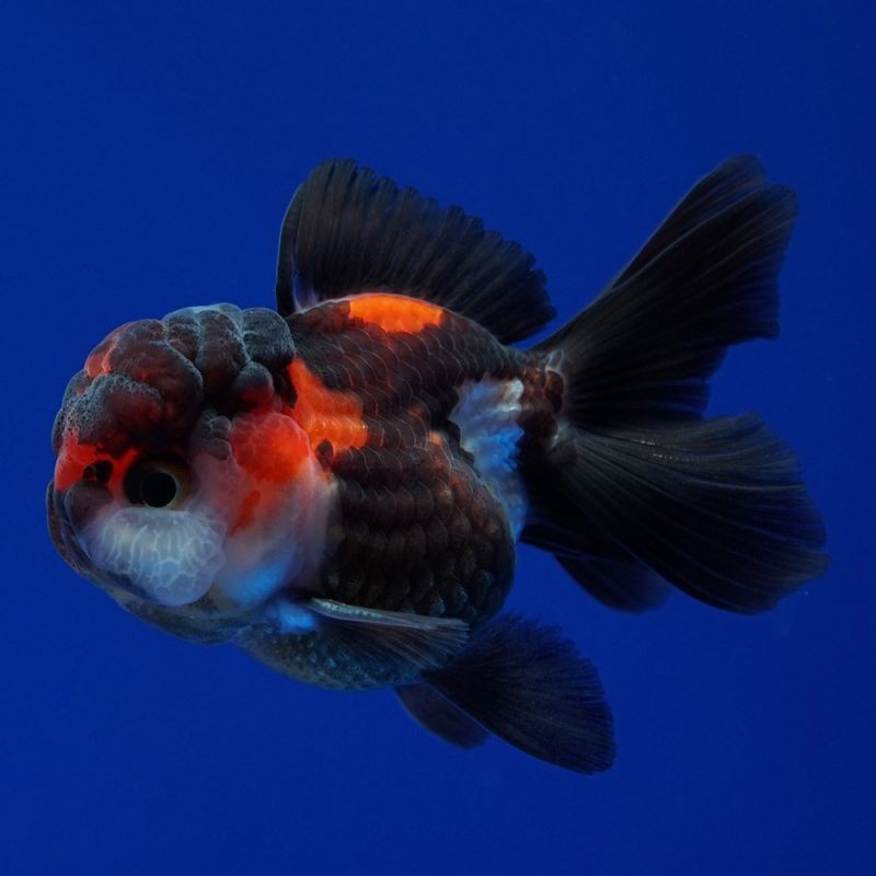 オタ・ヤネチェク　直筆サイン『二匹の魚』カラーエッチング 0808ZZG オタ・ヤネチェク 直筆サイン『二匹の魚』カラーエッチング 0808ZZG
