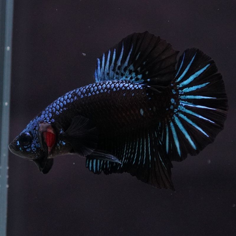 ショーベタ専門店 よこはま金魚hmpk ブルーブラックサムライa50