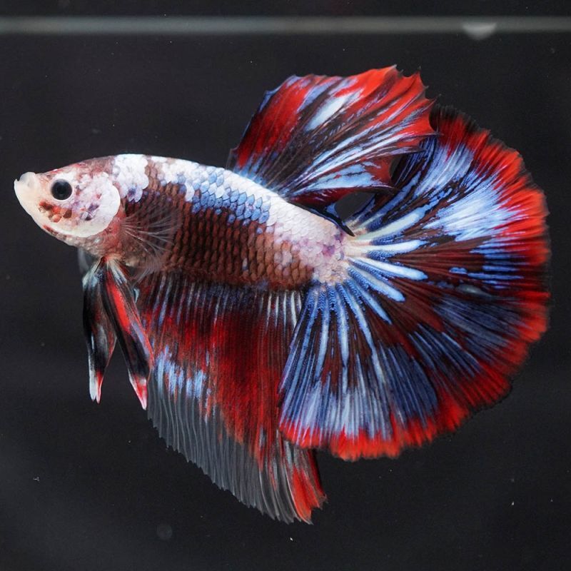 ショーベタ専門店 よこはま金魚hm ファンシーa50