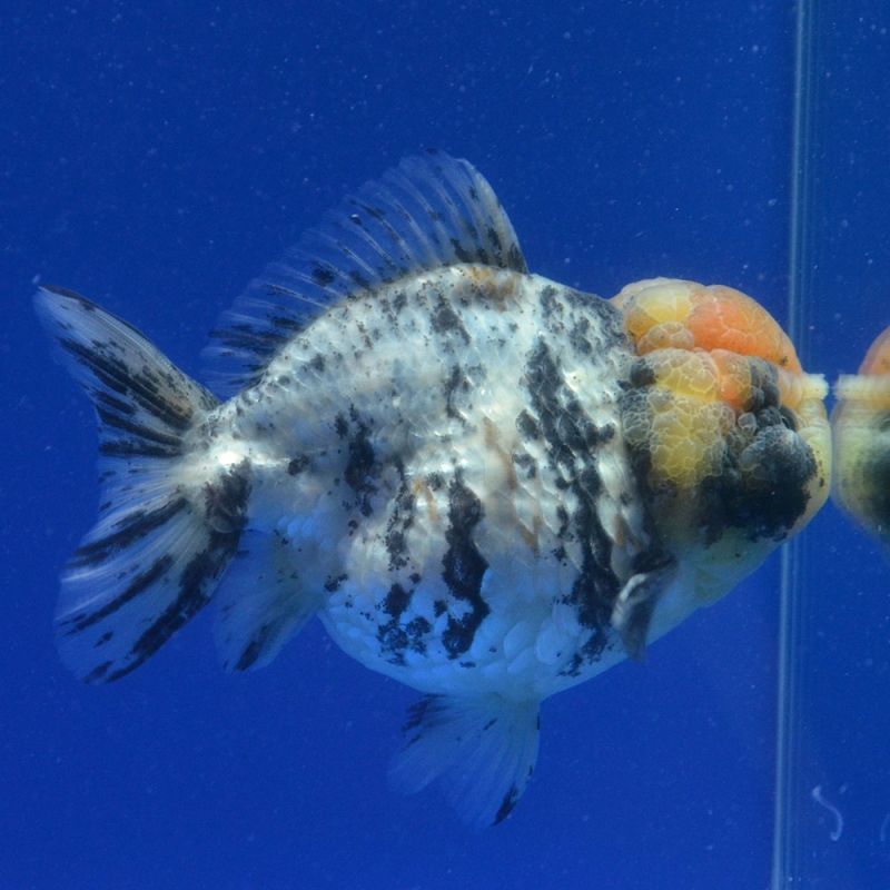 画像1: 中国金魚　銀鱗白虎　ショートートテールオランダ　12cm (1)